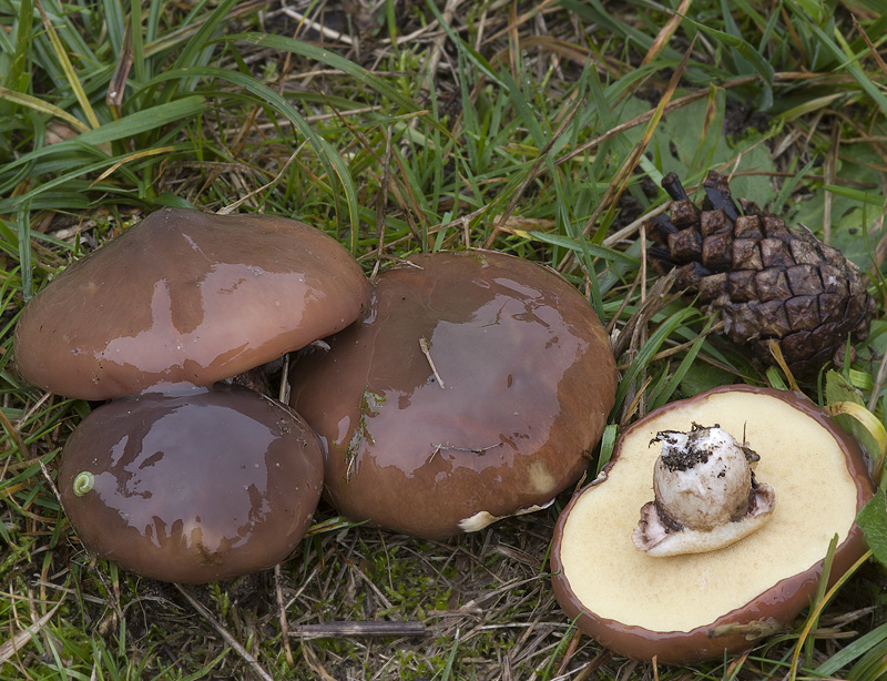 Suillus luteus